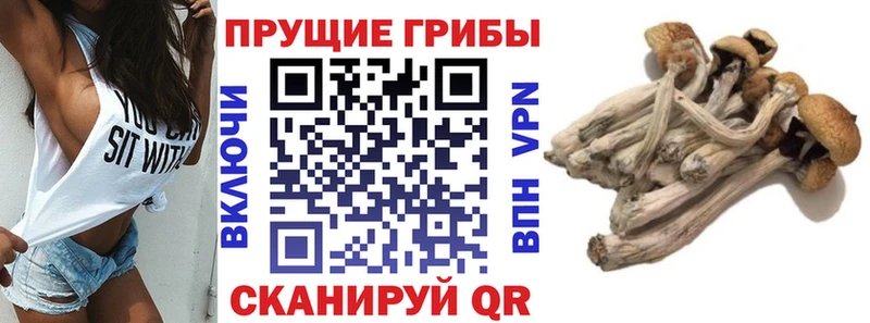 Псилоцибиновые грибы Magic Shrooms купить цена Верея
